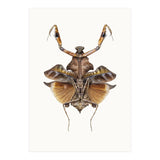 Cc Insects 06 (Print Only) thumbnail