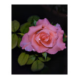 Pink Dew Rose (Print Only) thumbnail