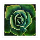 DARKSIDE OF SUCCULENTS XIII (Print Only) thumbnail