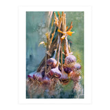 Still Life Garlic (Print Only) thumbnail