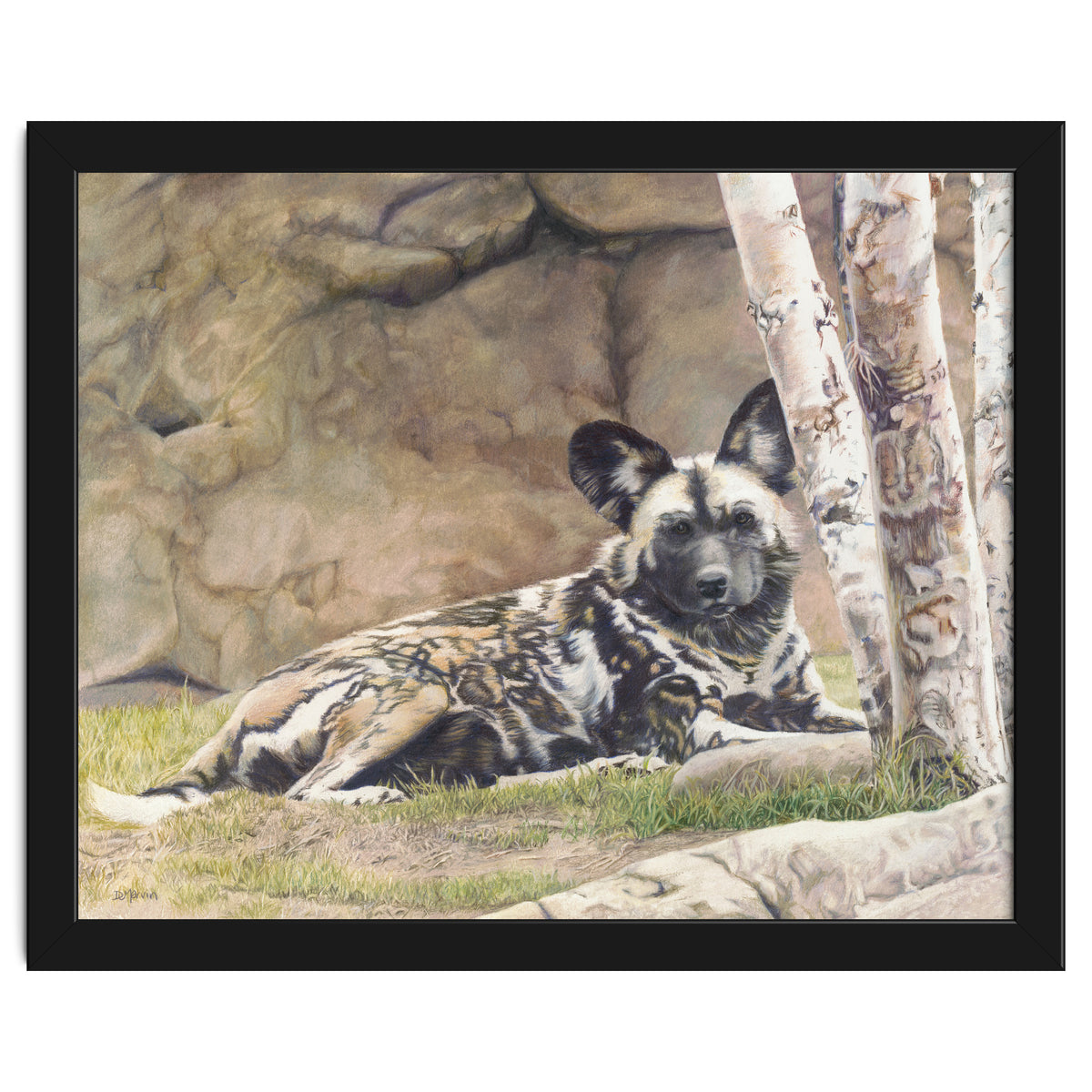 Afican Painted Dog IV - Imara