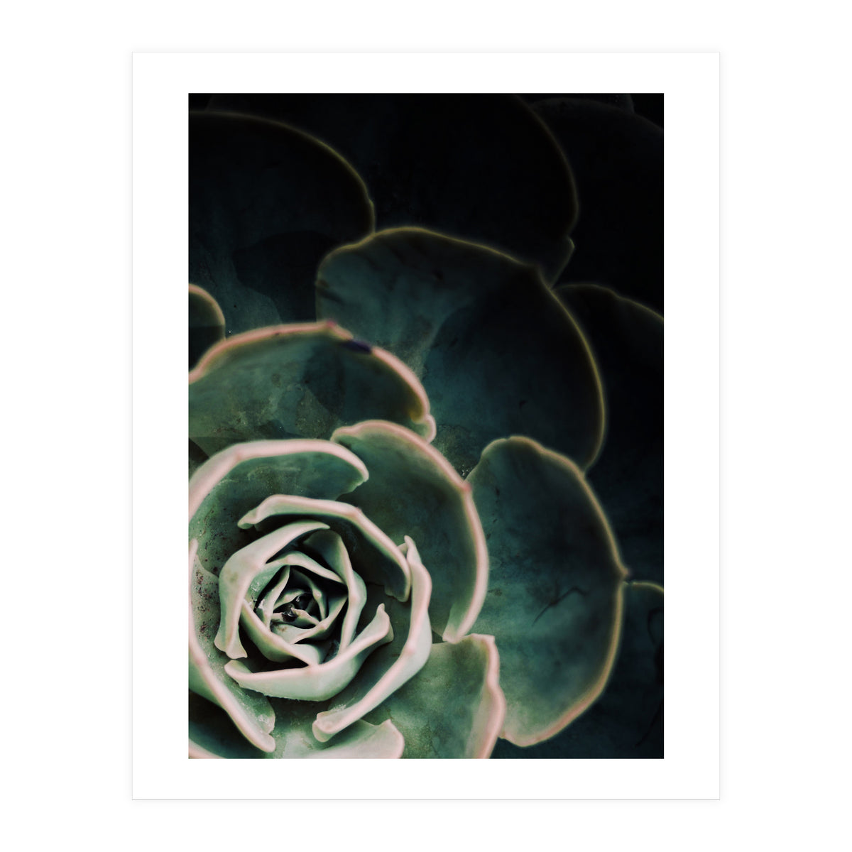 Darkside Of Succulents 4-C (Print Only)