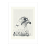 Hawk 2018 (Print Only) thumbnail
