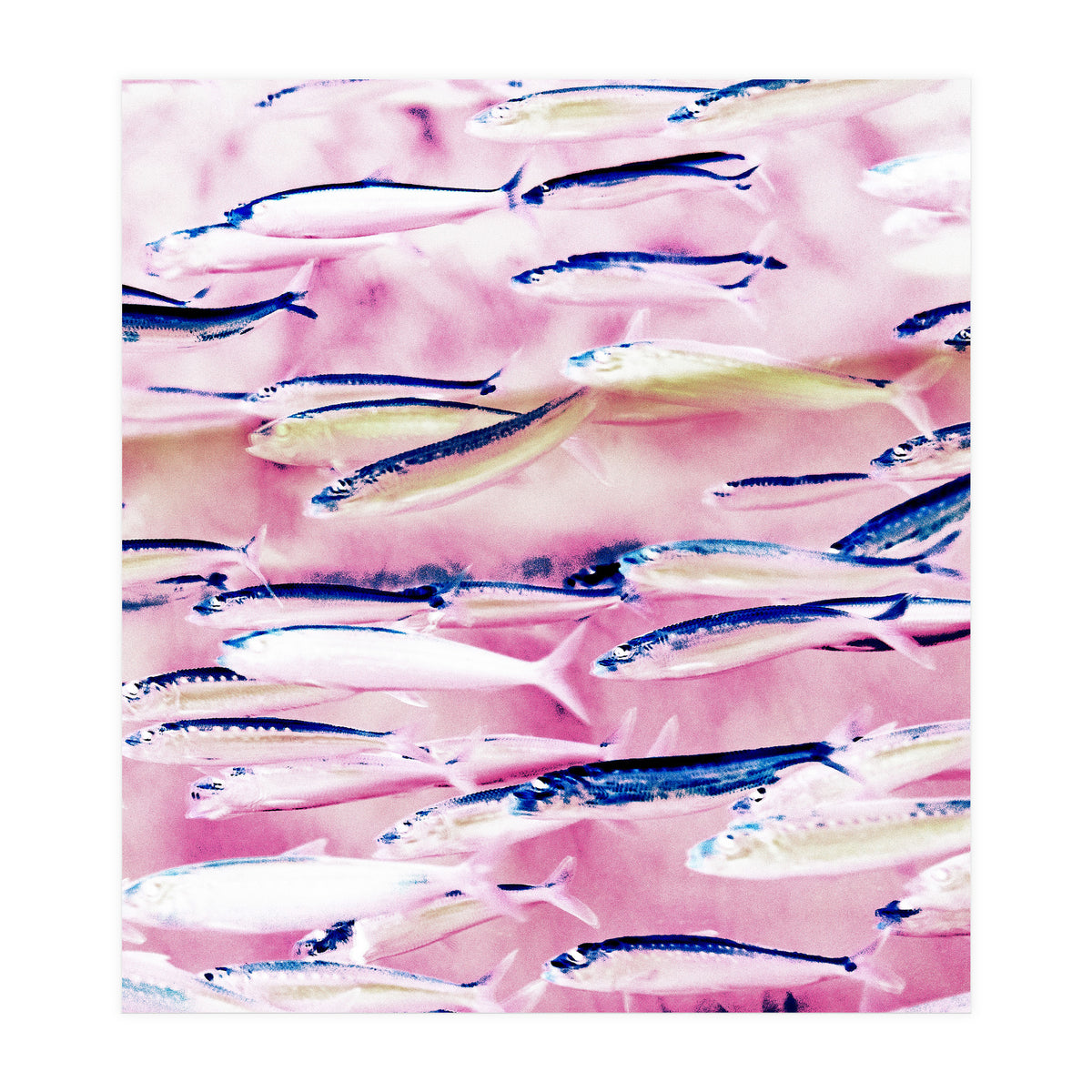 Marked Coast (Print Only)