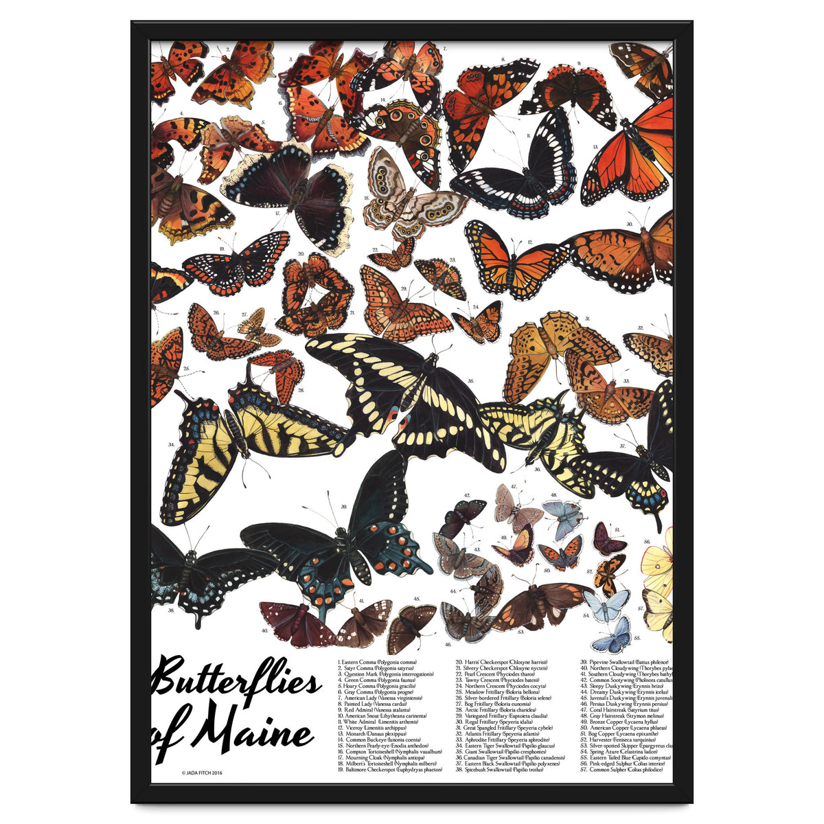 Maine Butterflies Chart