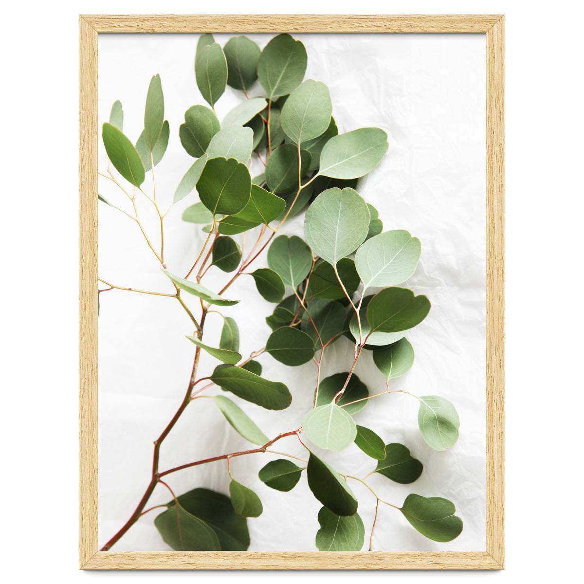 Eucalyptus