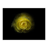 Backyard Flowers 64 Color Version (Print Only) thumbnail
