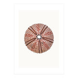 Cc Shell 04 (Print Only) thumbnail