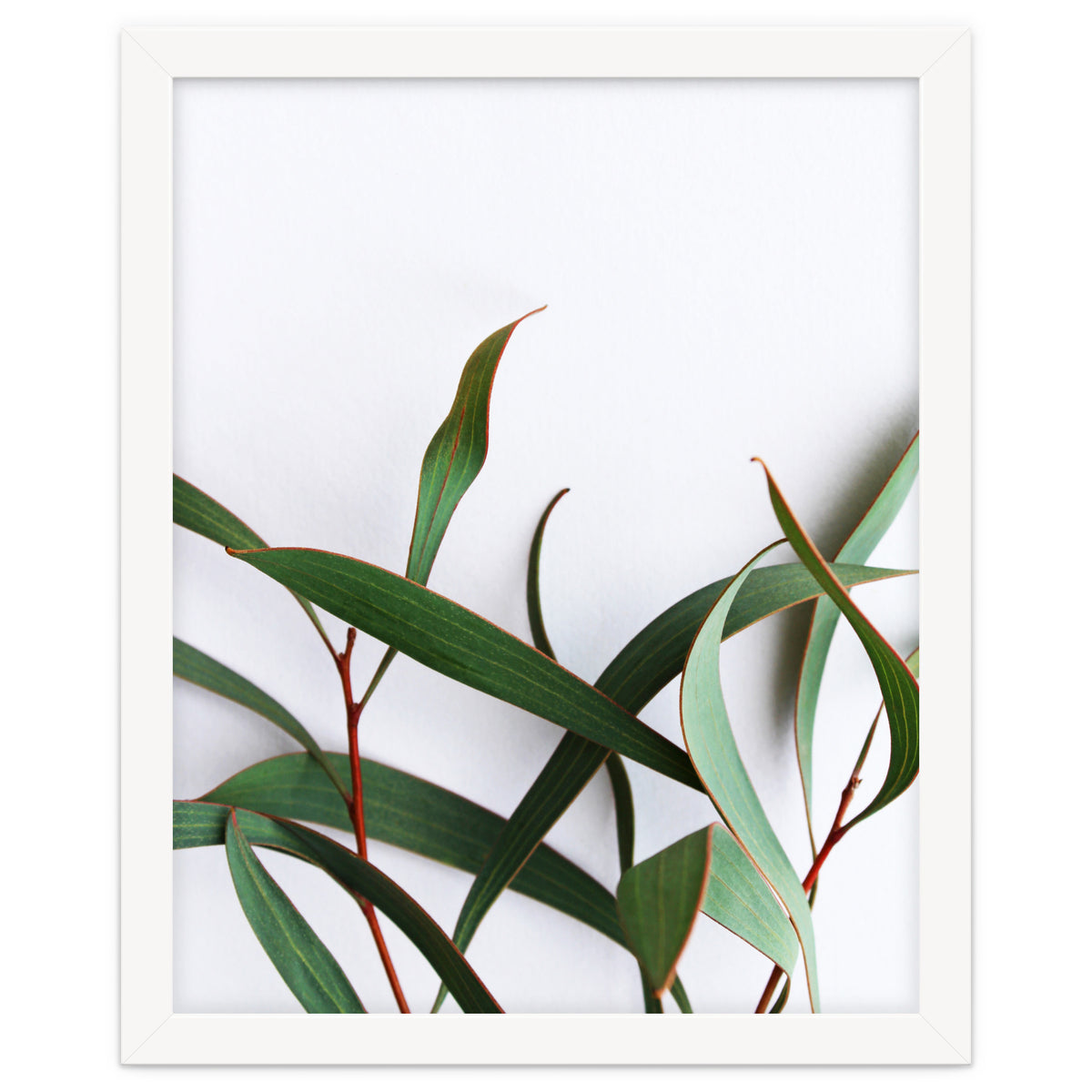 Green Eucalyptus leaves