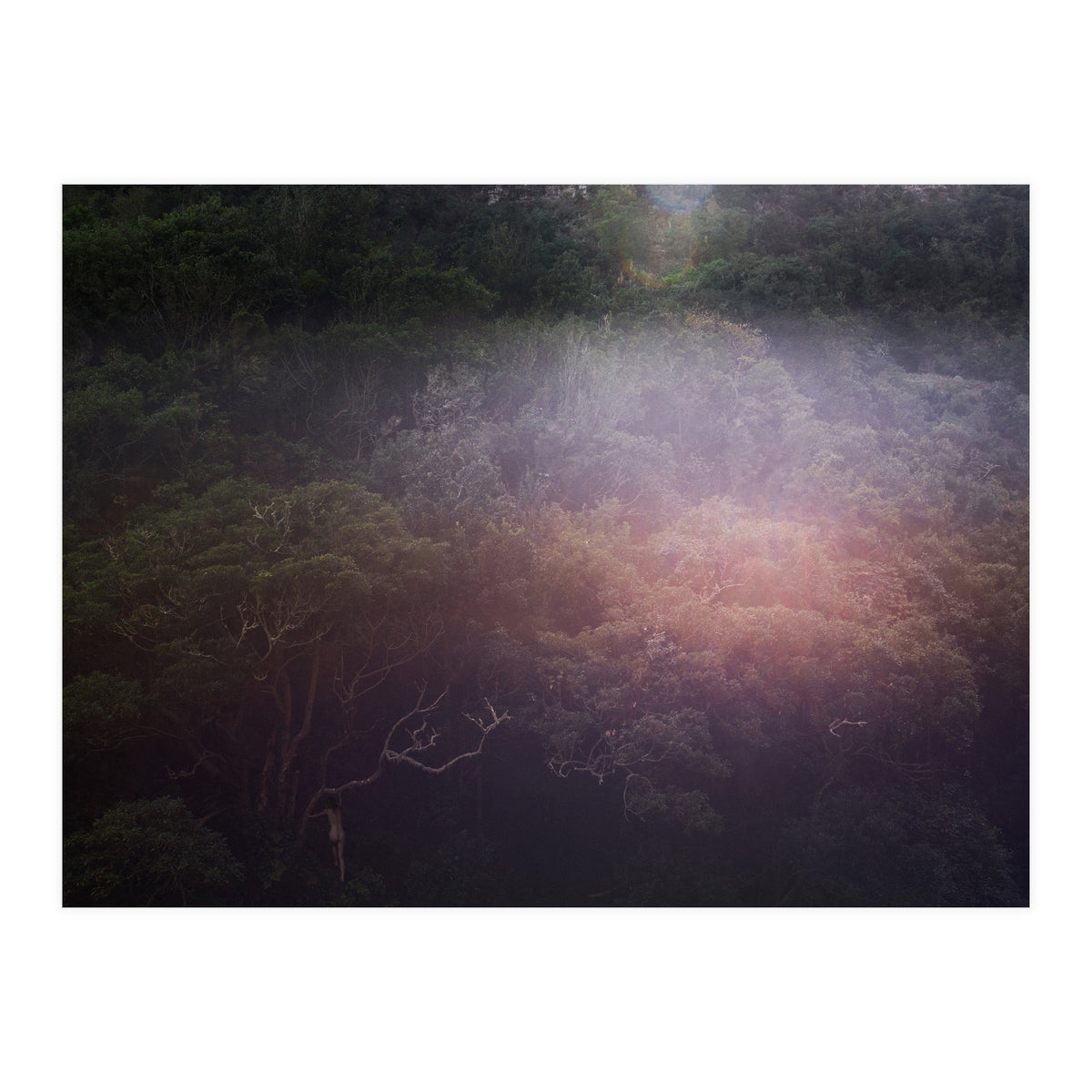 Into the Wild (Print Only)