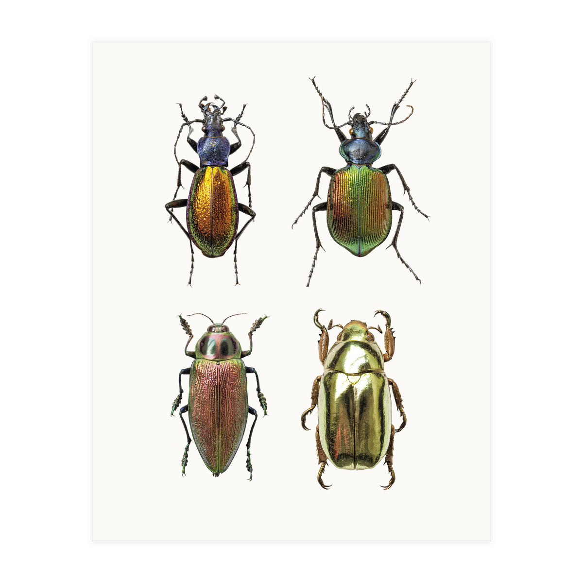 Cc Insects 09 (Print Only)