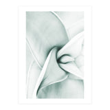 Agave (Print Only) thumbnail