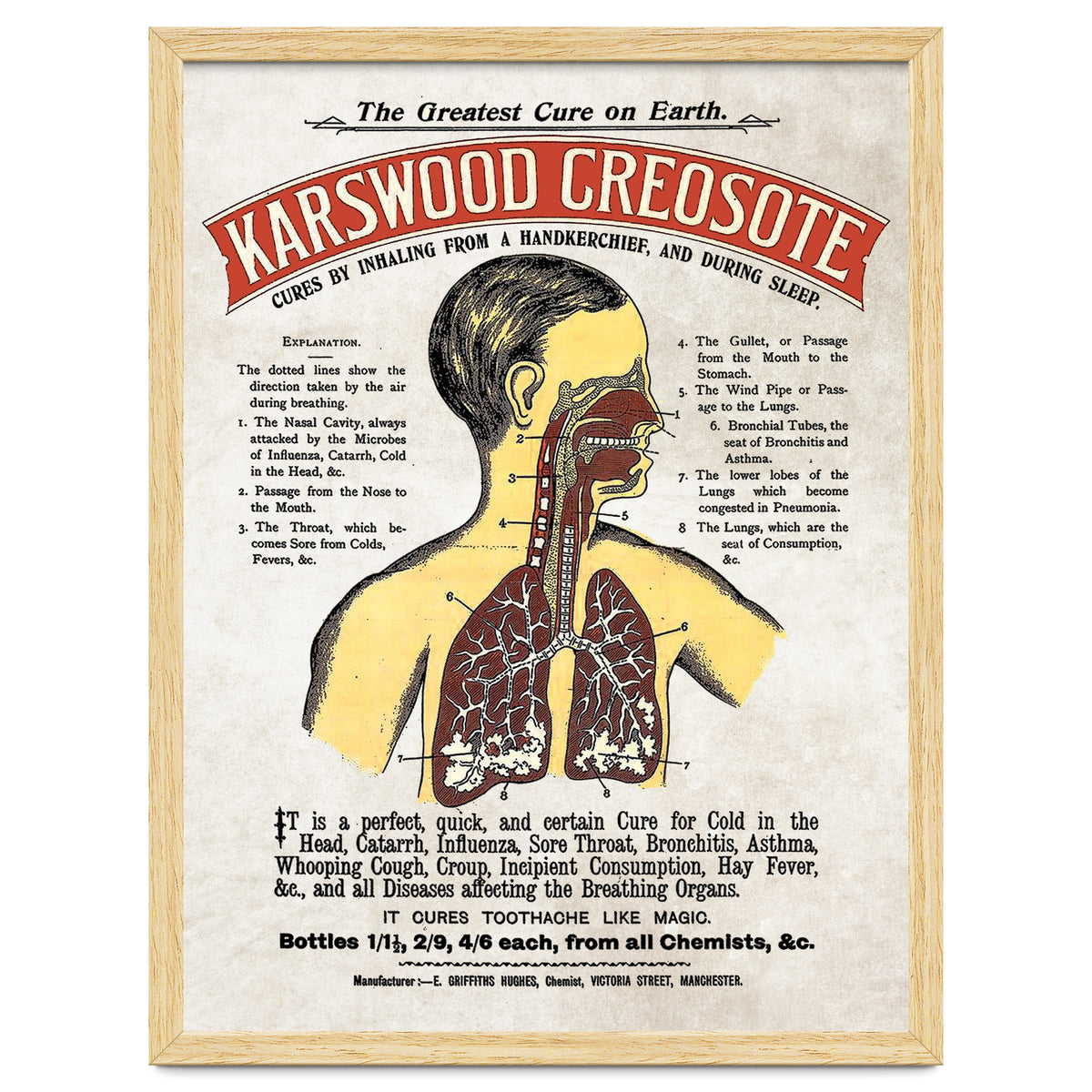 anatomy digestive system poster