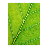 Autumn Leaf (Print Only) thumbnail