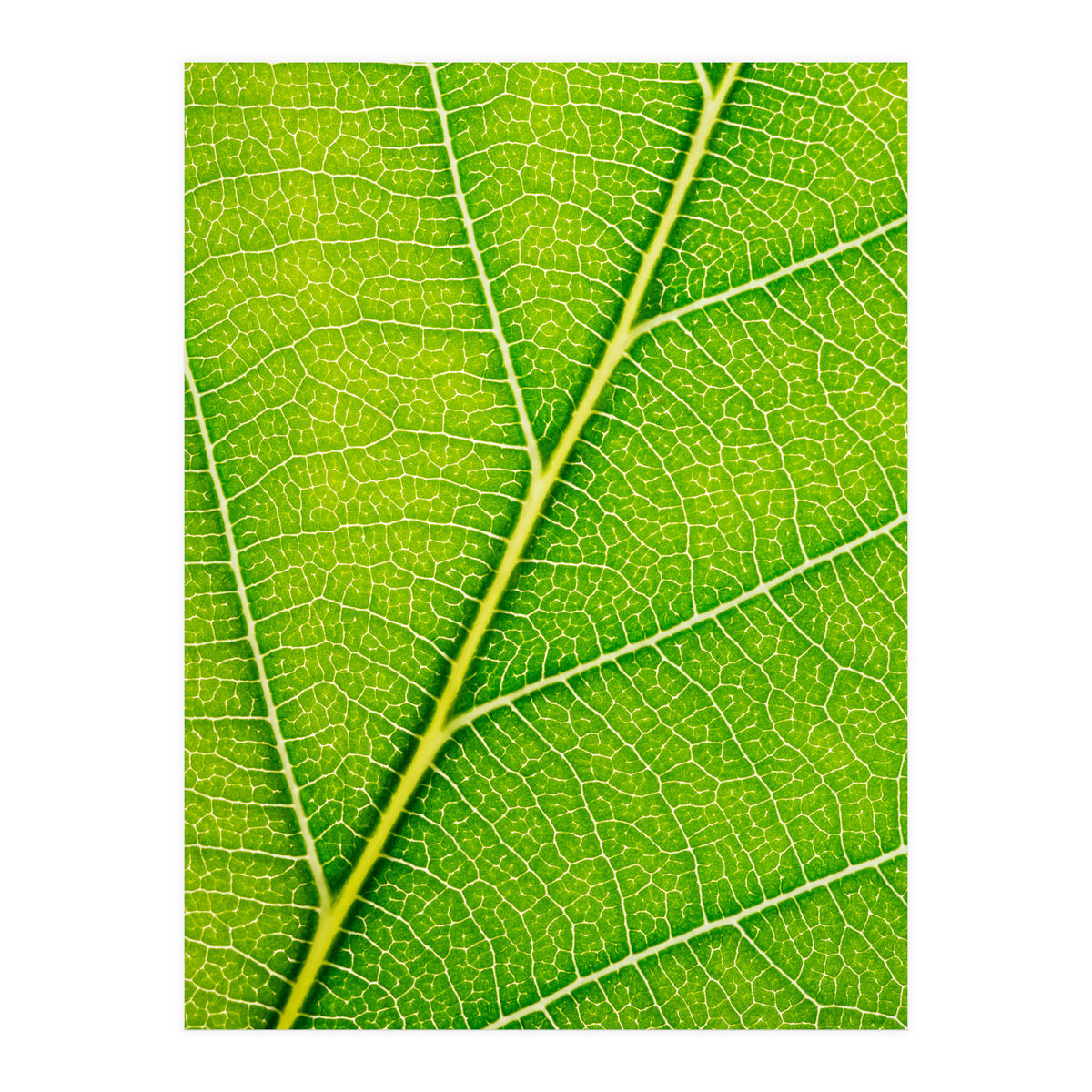 Autumn Leaf (Print Only)