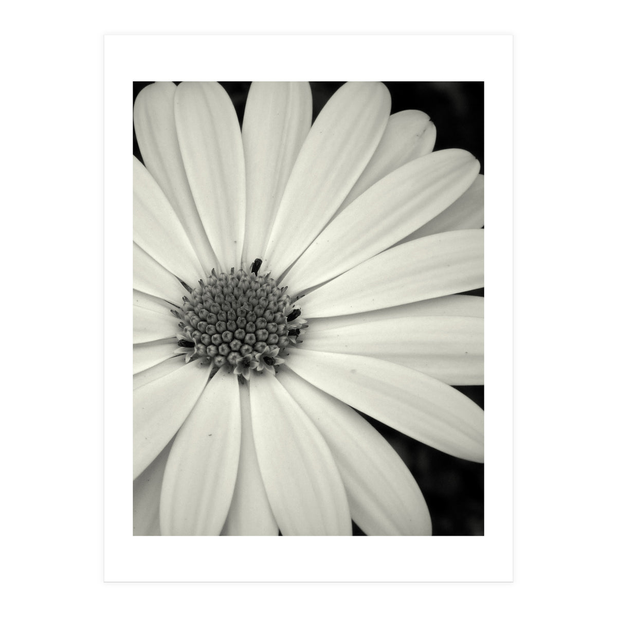 Simplicity  (Print Only)