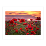 Poppies at Evening (Print Only) thumbnail
