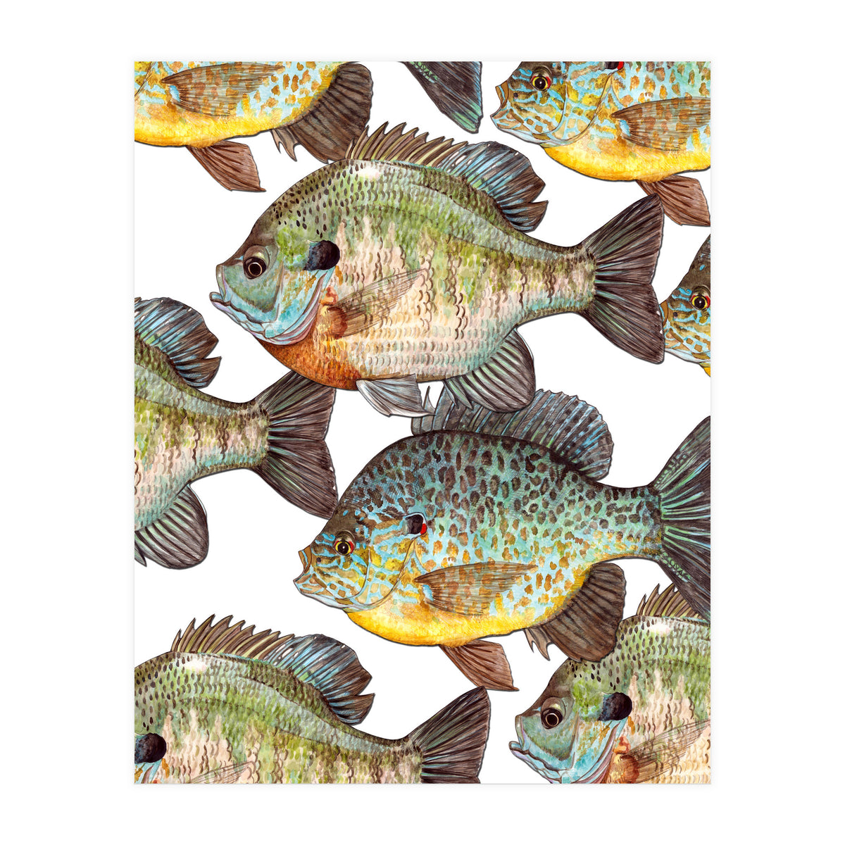 Lake Sunfish (Print Only)