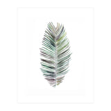 Botanical Illustration Cocos Palm (Print Only) thumbnail