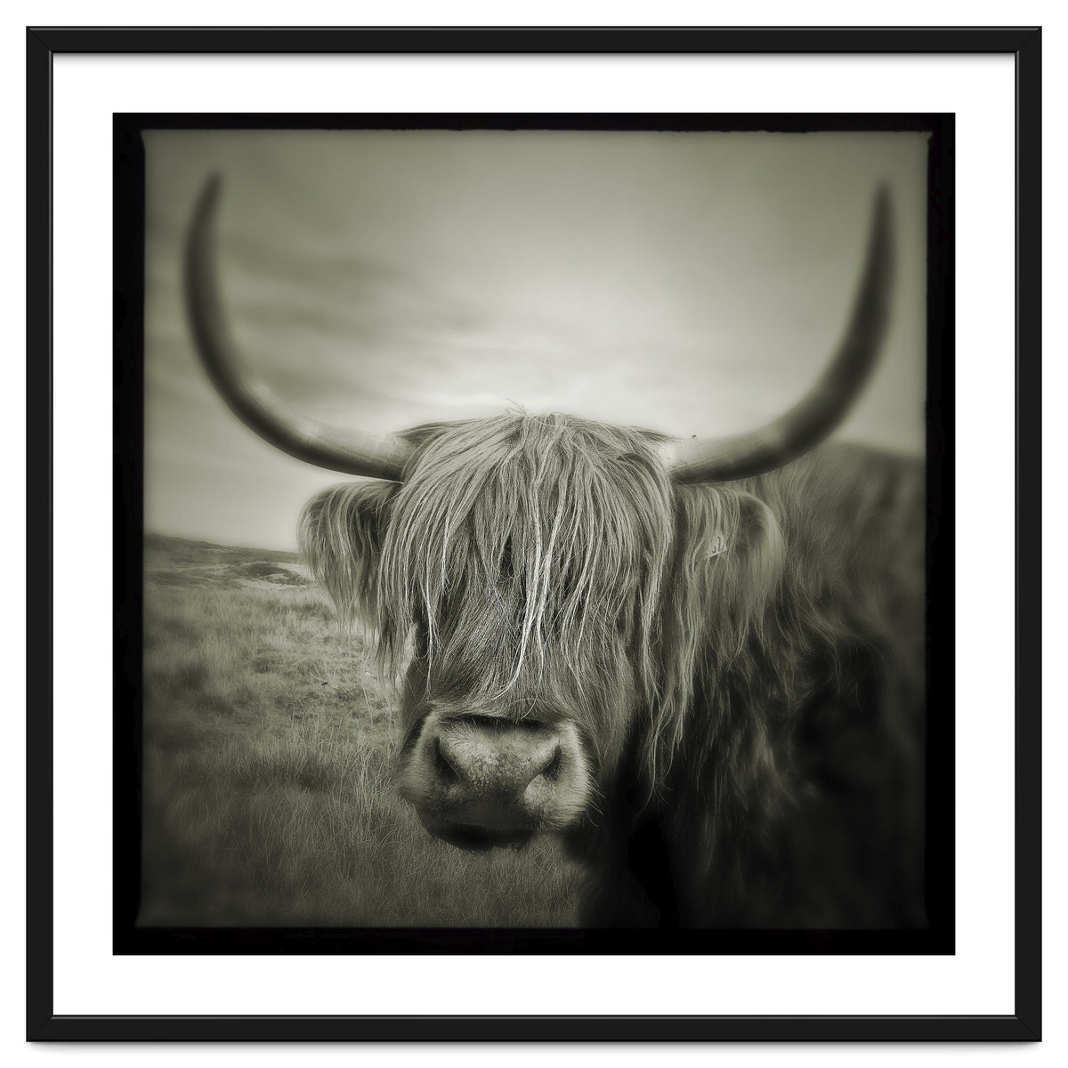 Elgol Cow