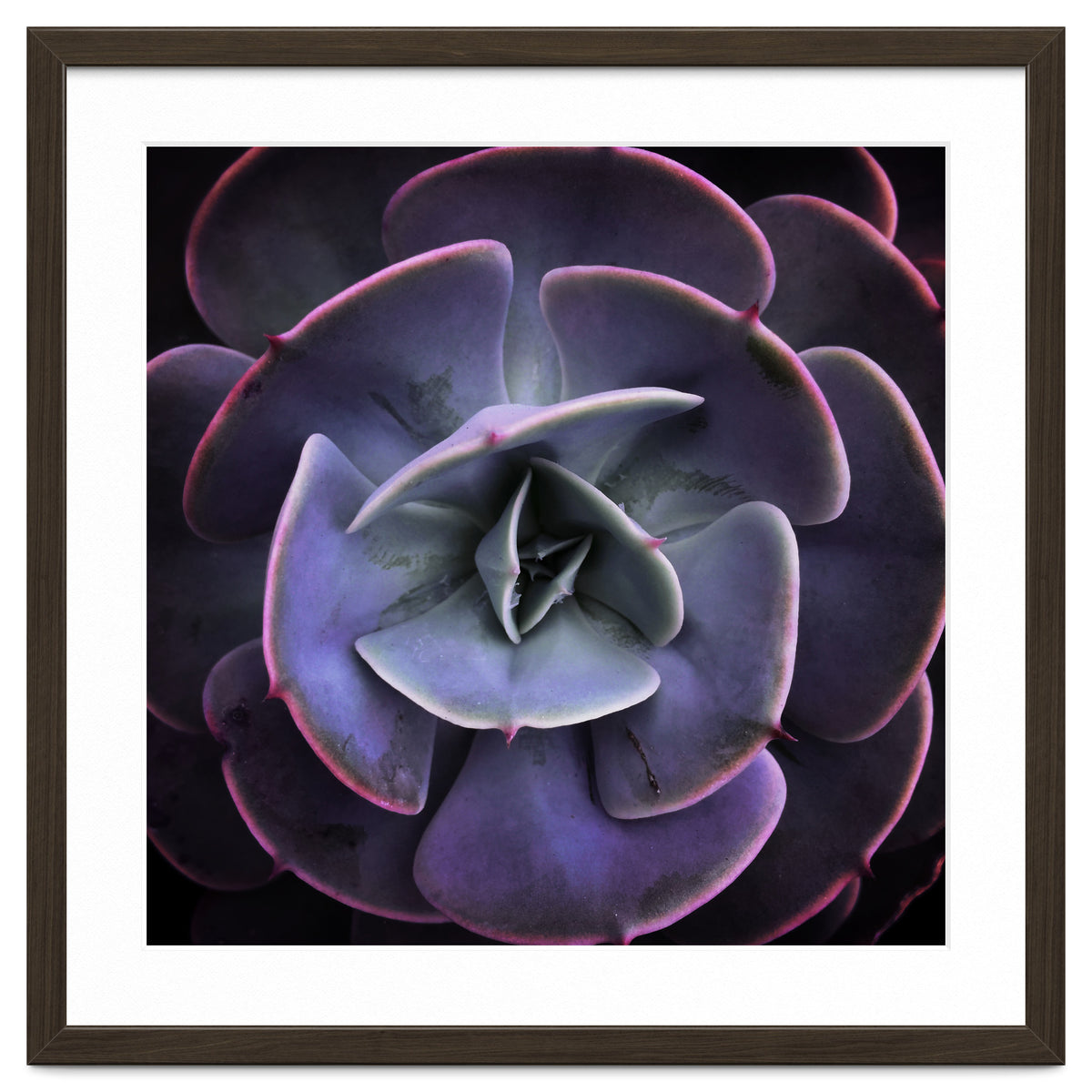 DARKSIDE OF SUCCULENTS VII