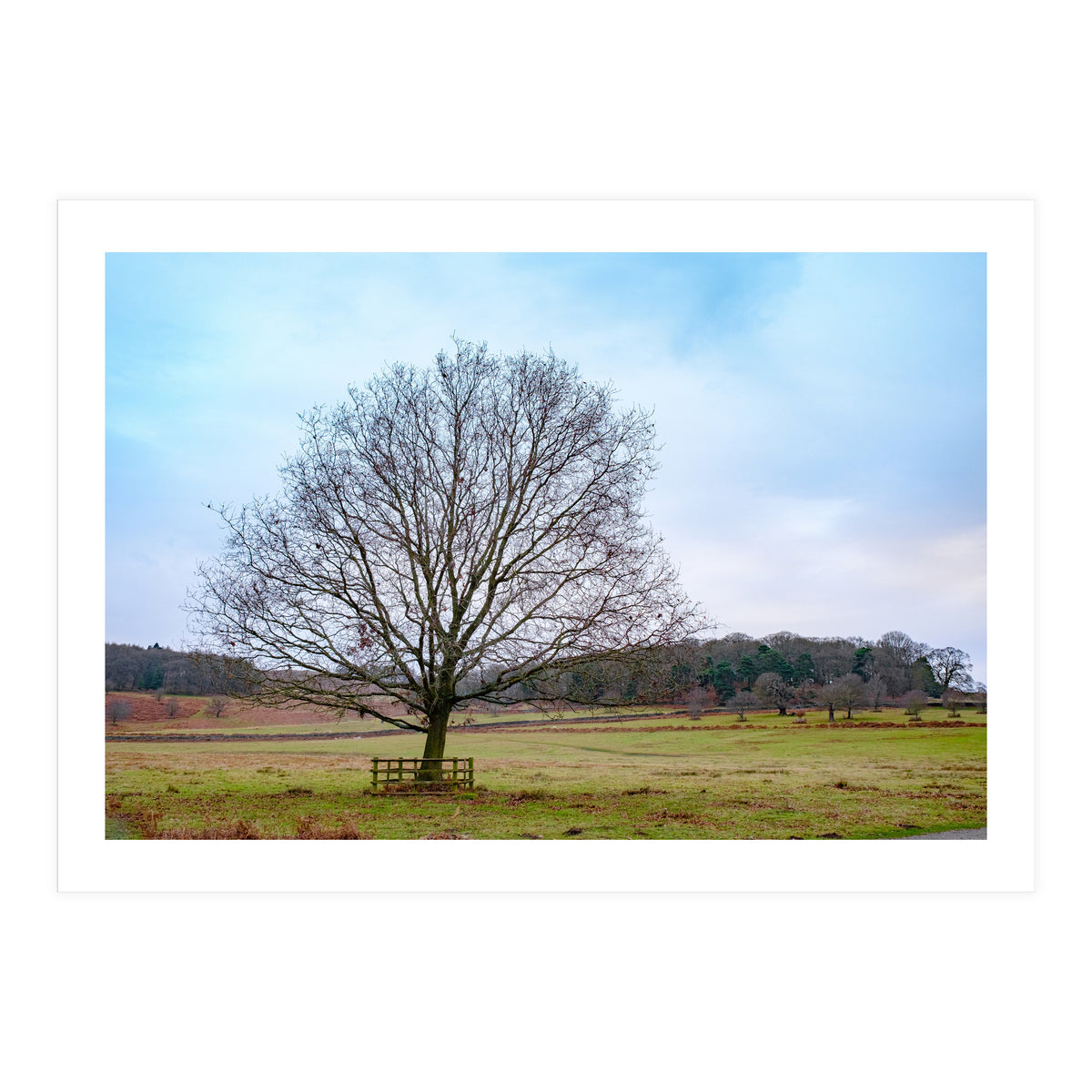 Young Oak Tree in Winter  (Print Only)