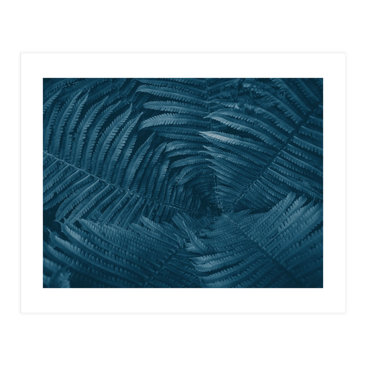 Pteridopsida 4 (Print Only)