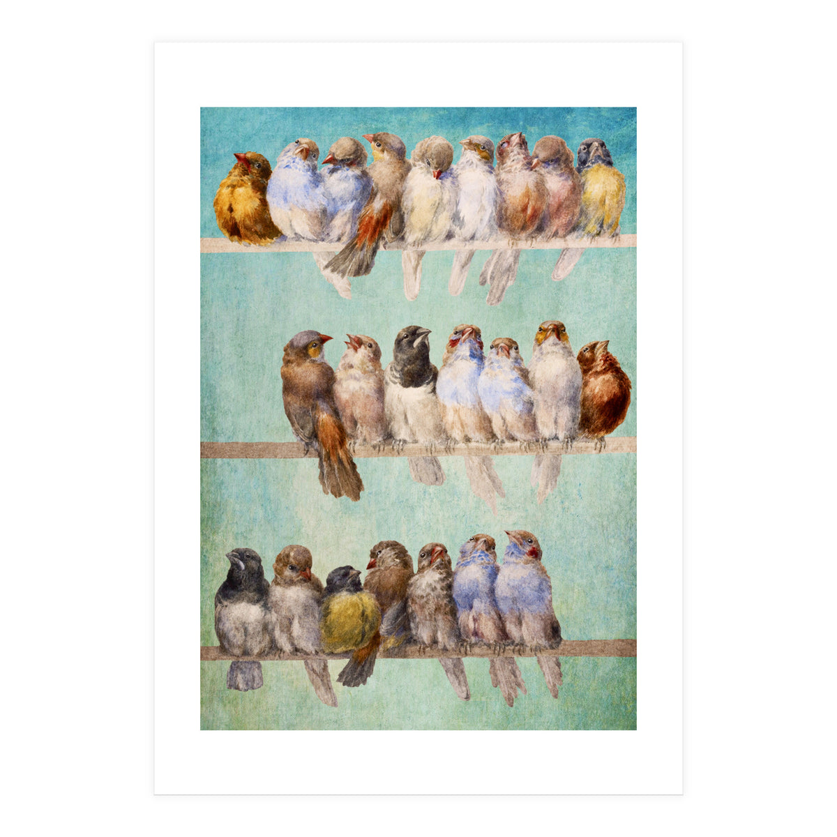 Birds Birds Birds (Print Only)