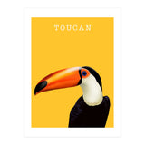 Toucan (Print Only) thumbnail