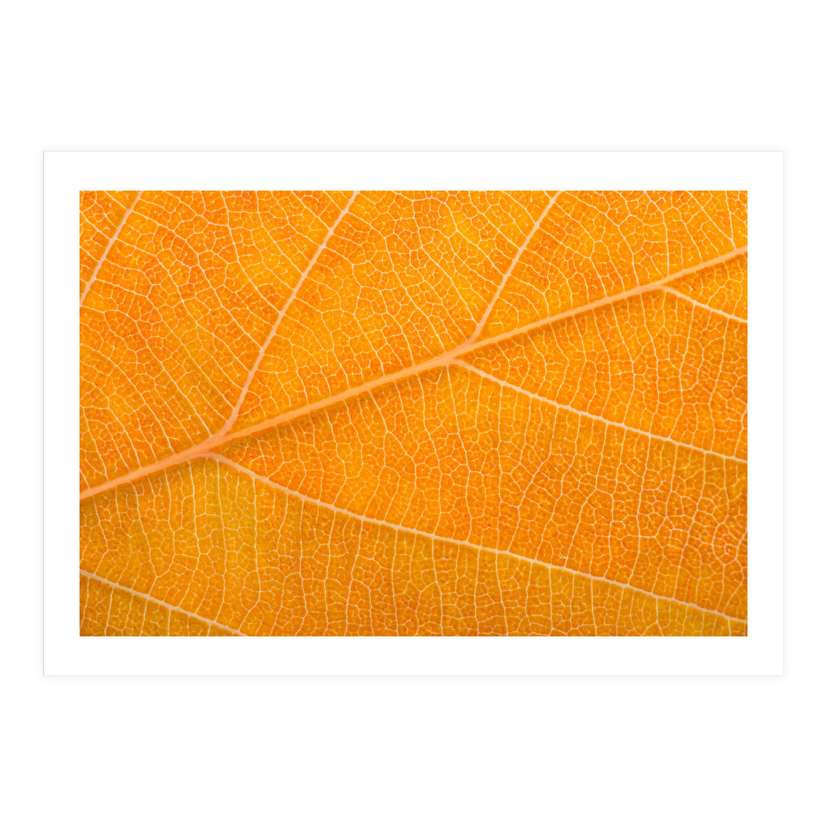 Autumn Leaf (Print Only)