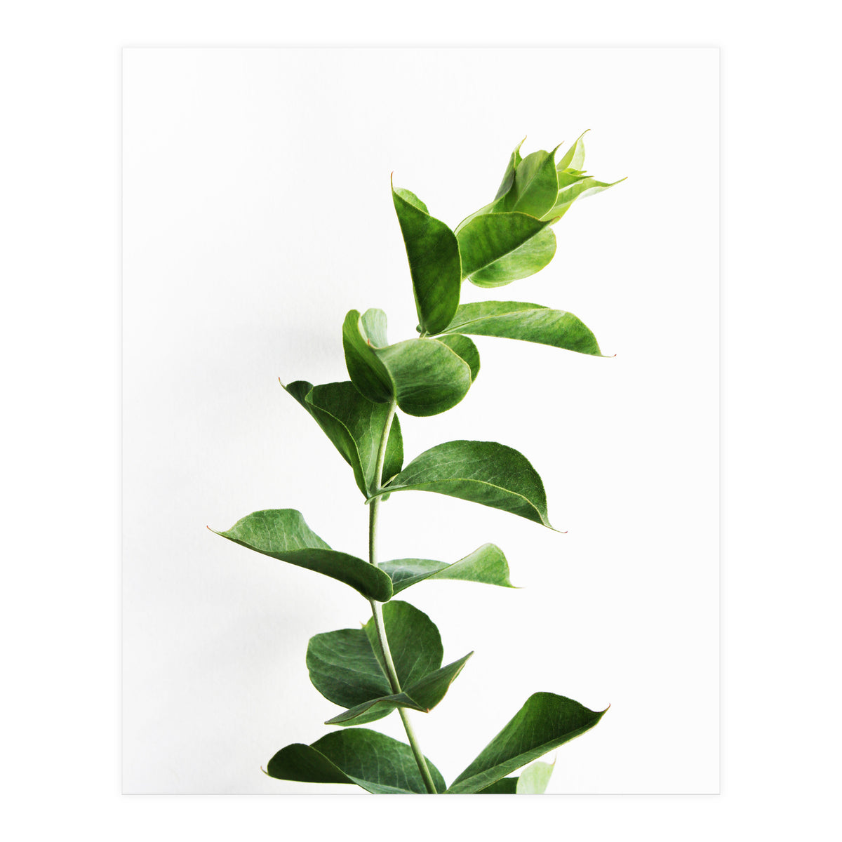 Eucalyptus (Print Only)