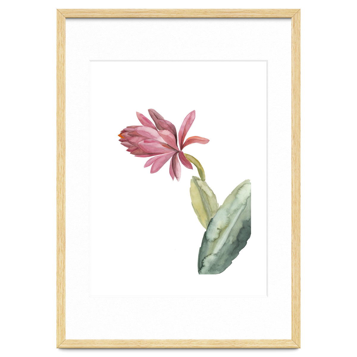 Botanical Illustration Pink Cactus Flower