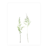 Olive Green Astilbe (Print Only) thumbnail