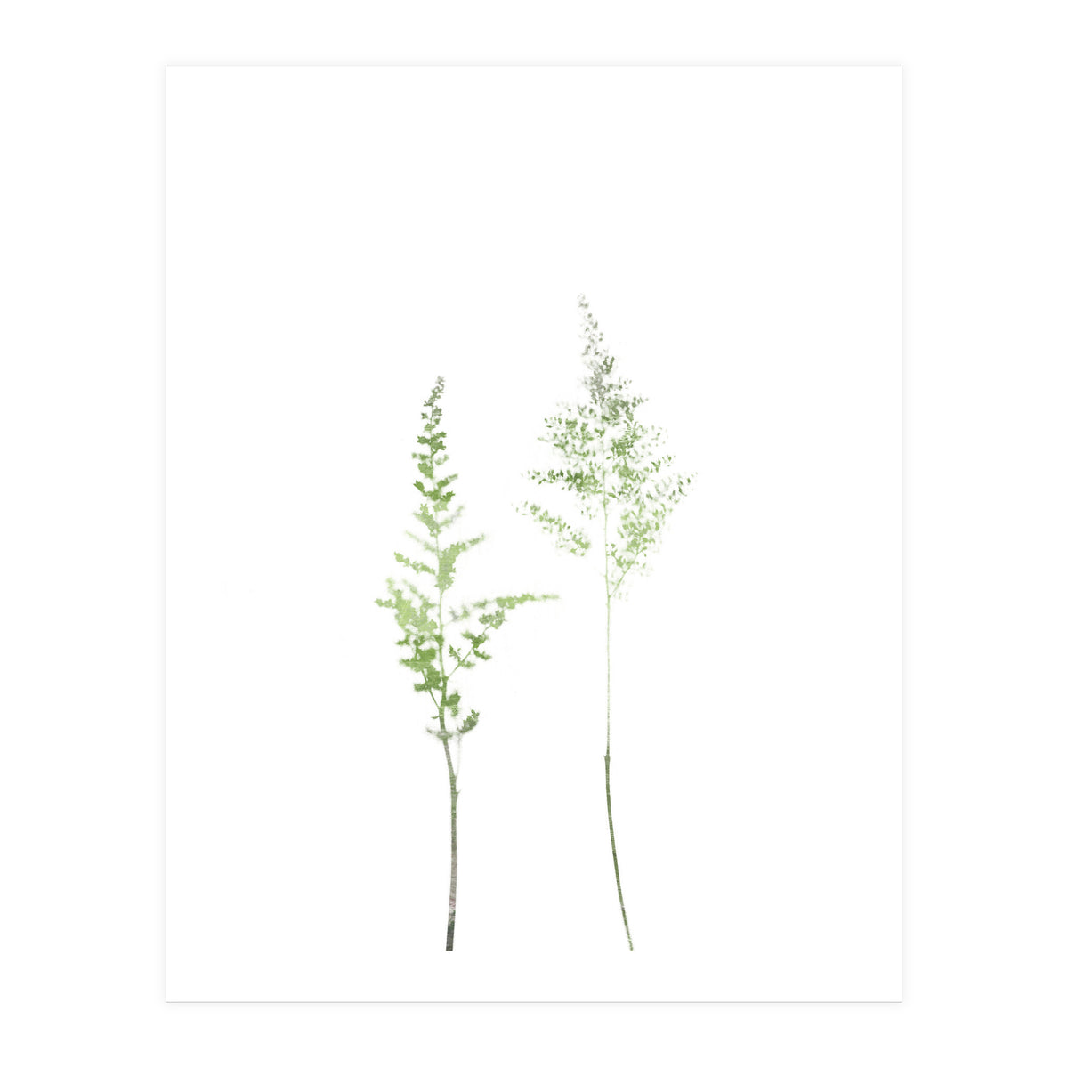Olive Green Astilbe (Print Only)