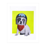Easy Rider Dog (Print Only) thumbnail