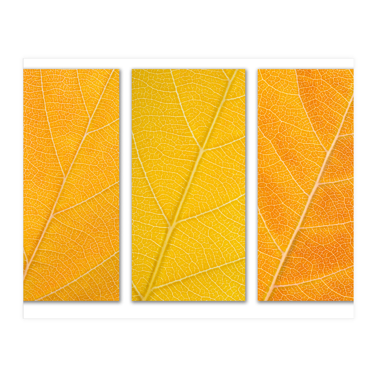 Autumn Leaves (Print Only)