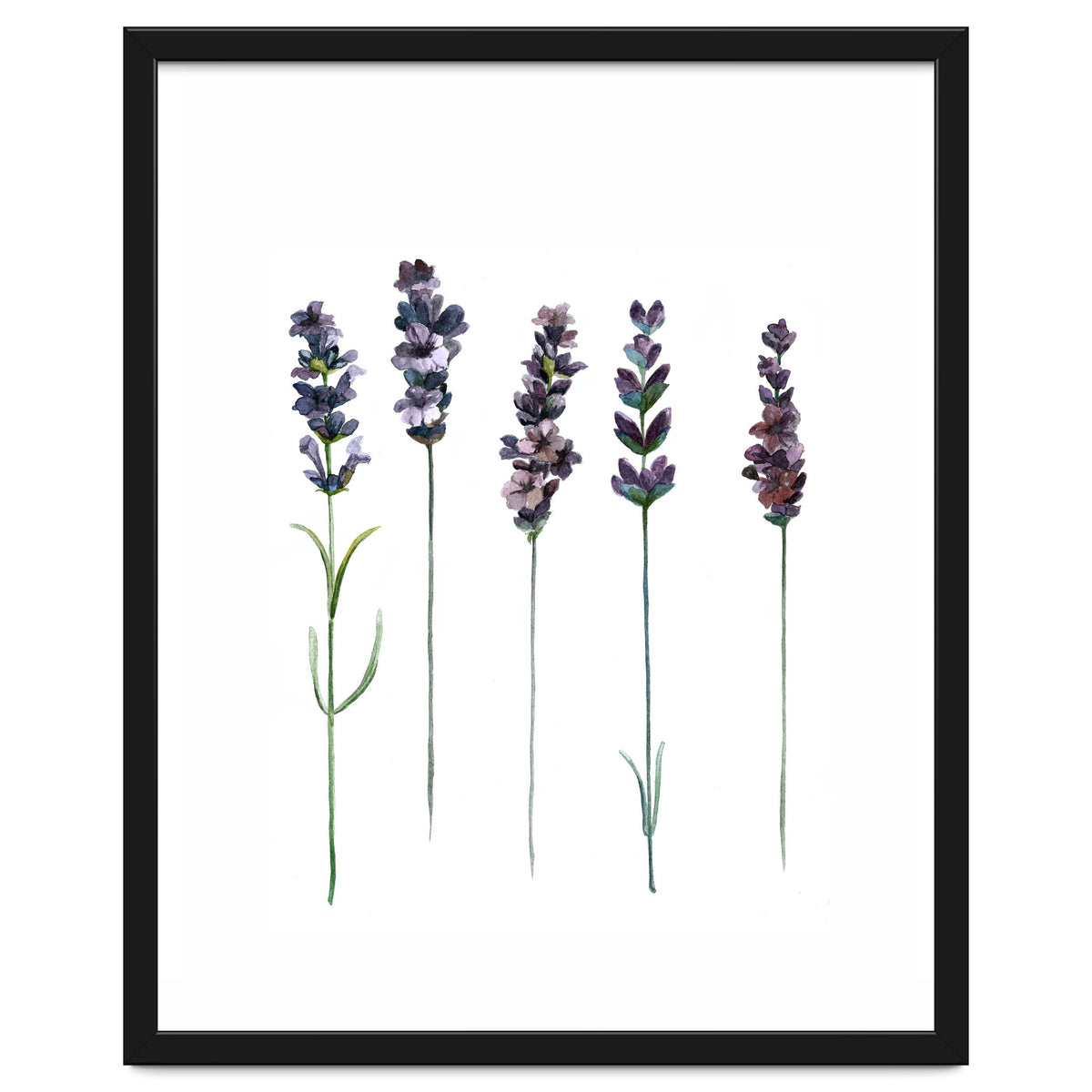 Botanical Illustration Lavender