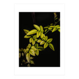 Dew Drops Leaves (Print Only) thumbnail