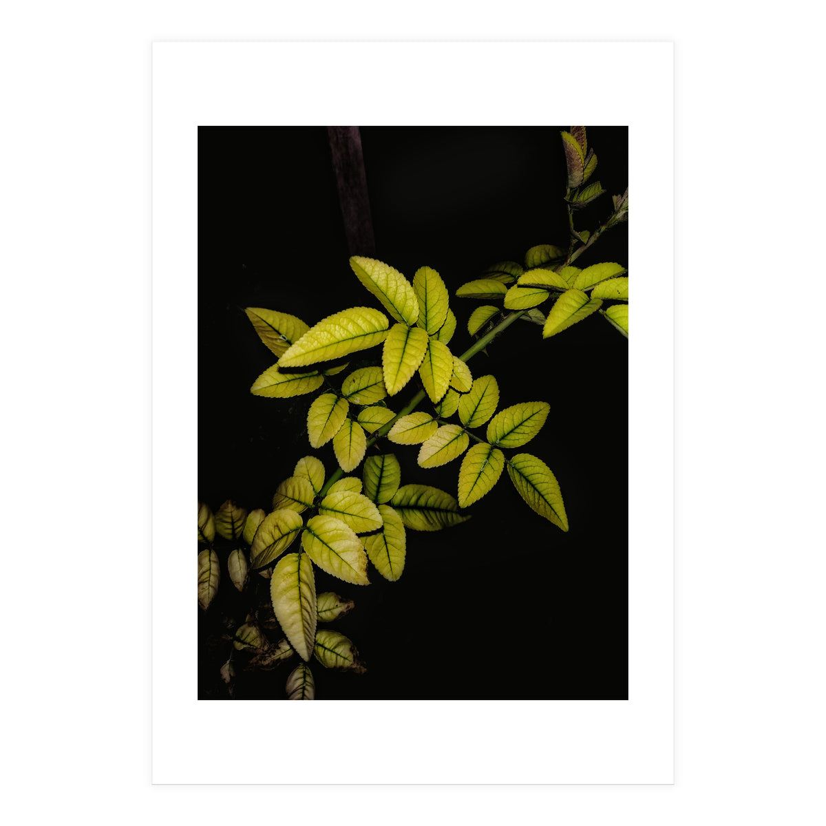 Dew Drops Leaves (Print Only)