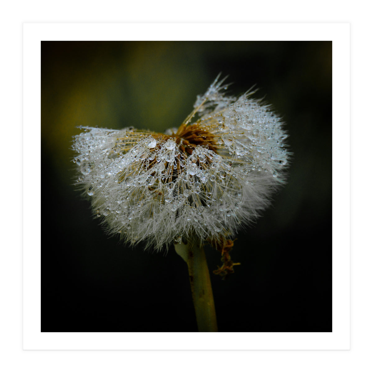 Dandelion with Raindrops (Print Only)