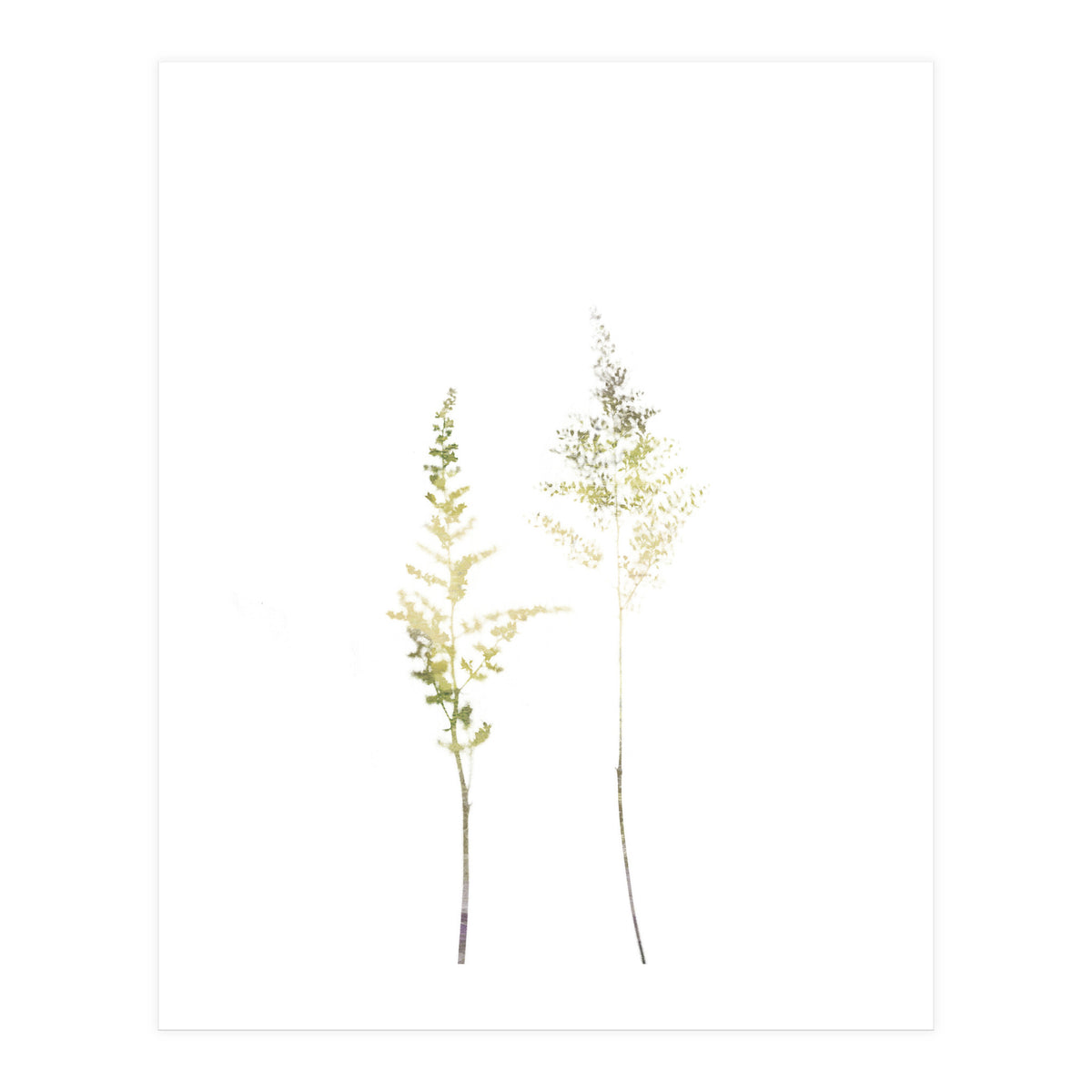 Neutral Astilbe (Print Only)