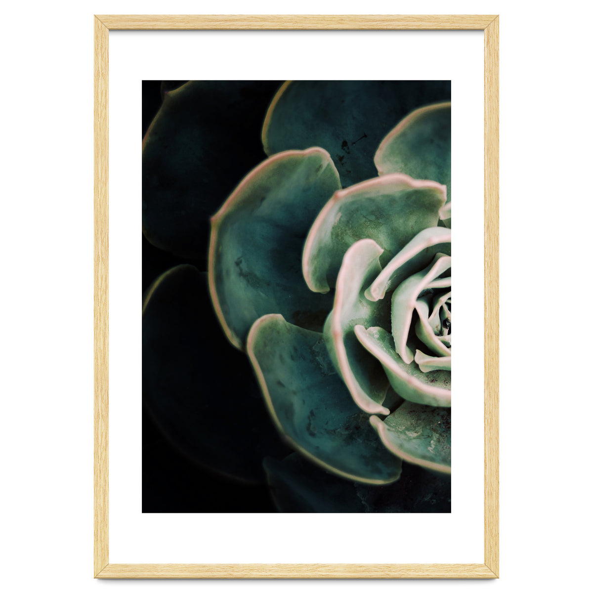 Darkside Of Succulents 4-E