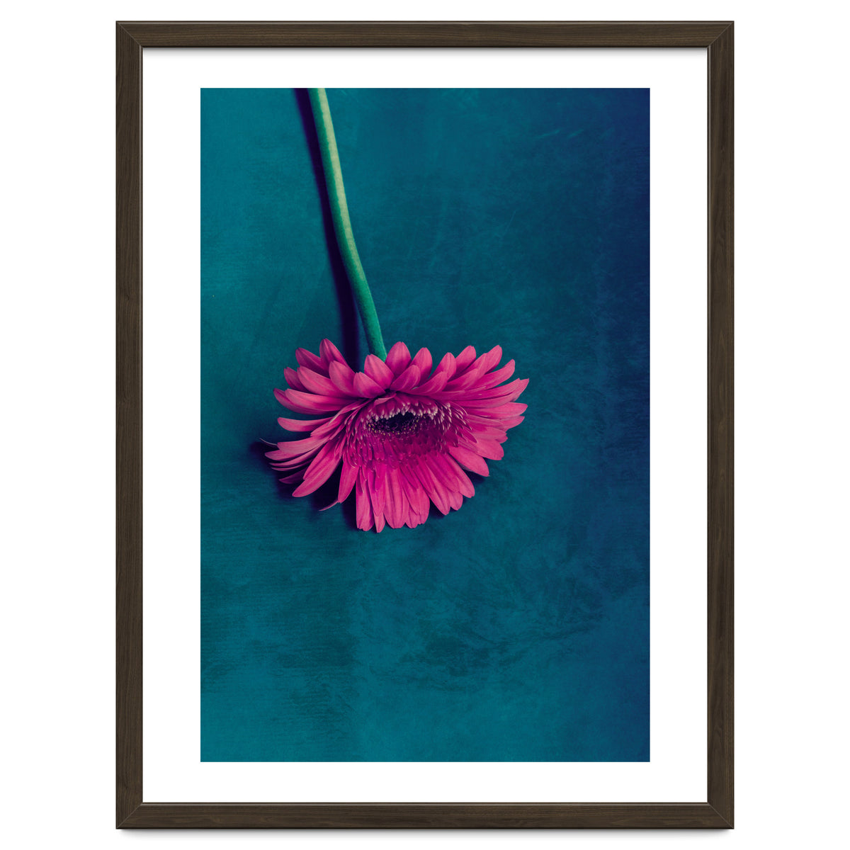 Gerbera for love