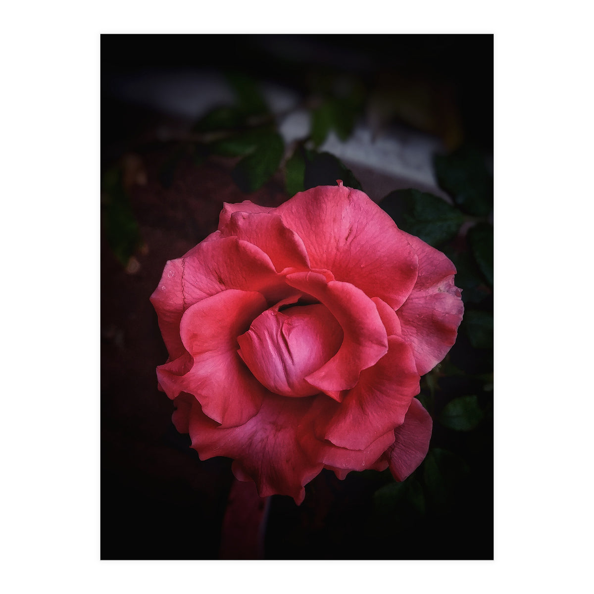 Red-Orange Rose (Print Only)