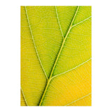 Autumn Leaf (Print Only) thumbnail