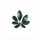 Botanical Illustration Arboricola Schefflera (Print Only) thumbnail