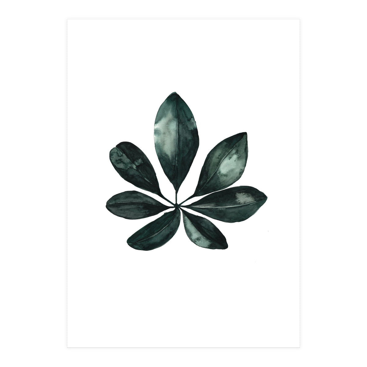 Botanical Illustration Arboricola Schefflera (Print Only)