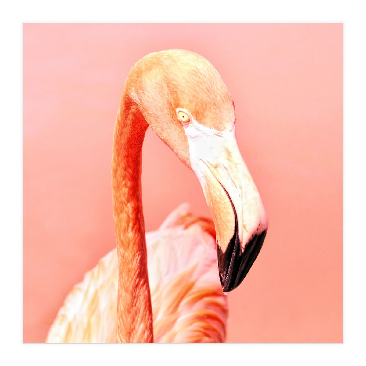 Pink Paradise (Print Only)