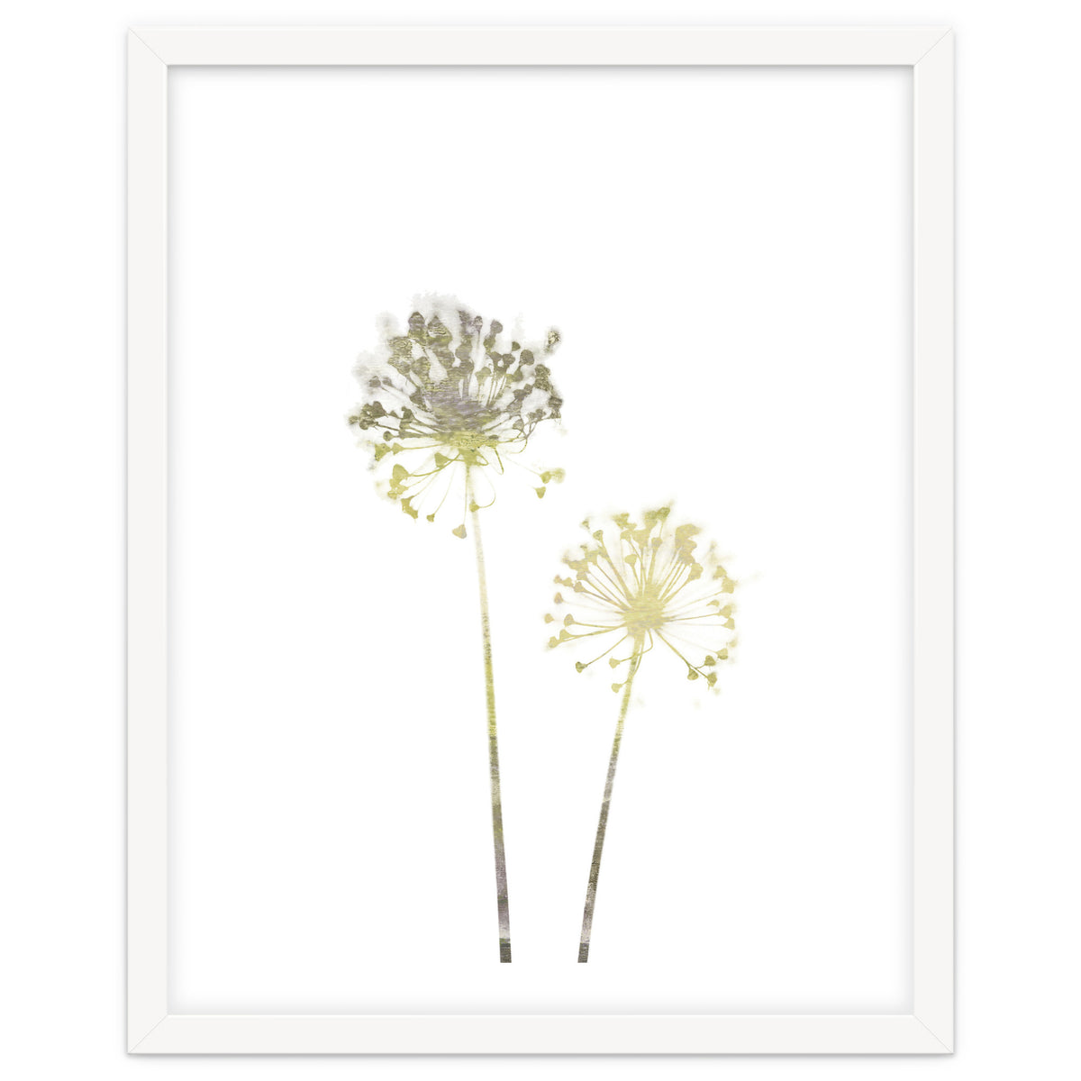 Neutral Dandelions