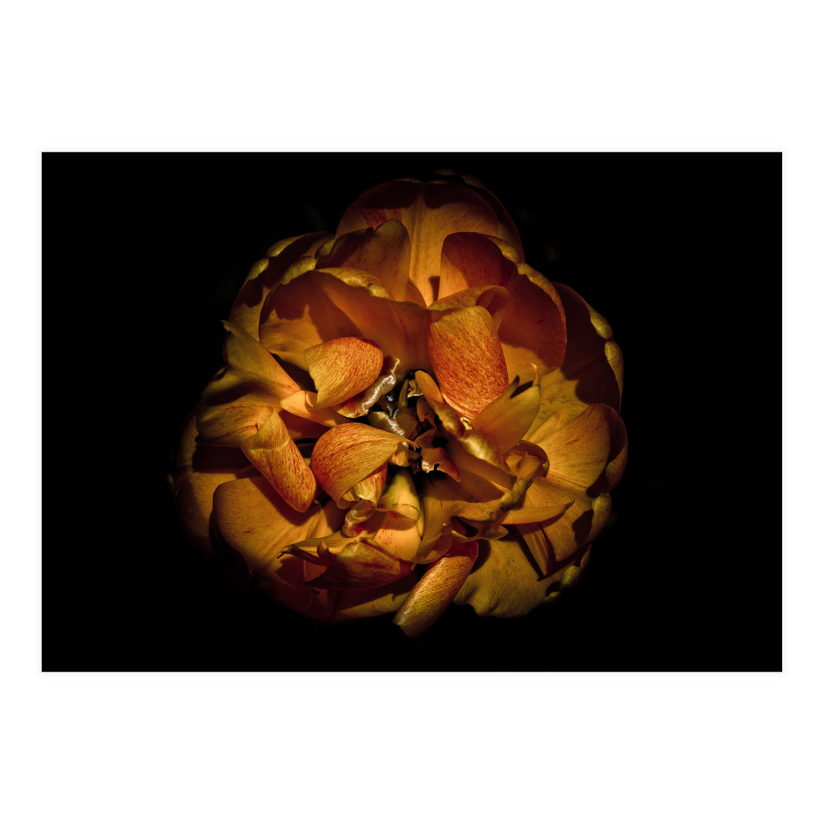 Backyard Flowers No 80 Color Version (Print Only)